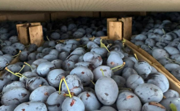 Россельхознадзор запретил выпуск слив из ЮАР в порту Петербурга