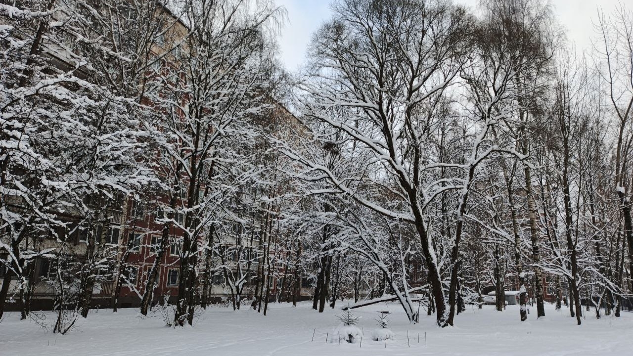 На Финском заливе повстречался редкий гость — голубой зимородок