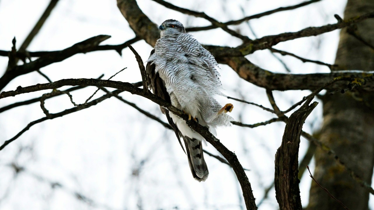Ястреб-тетеревятник замерз в Невском районе Петербурга зимой