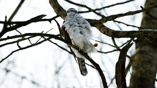 Ястреб-тетеревятник замерз в Невском районе Петербурга зимой
