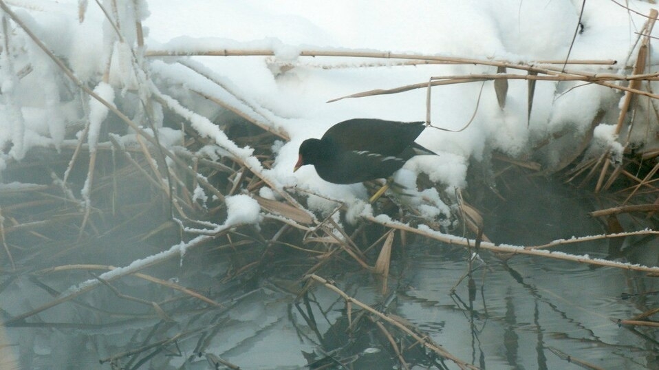 Редкая птица выбрала Петербург для зимовки