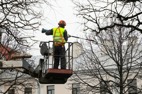 Коммунальные службы Петербурга начали готовить сады и парки к весне