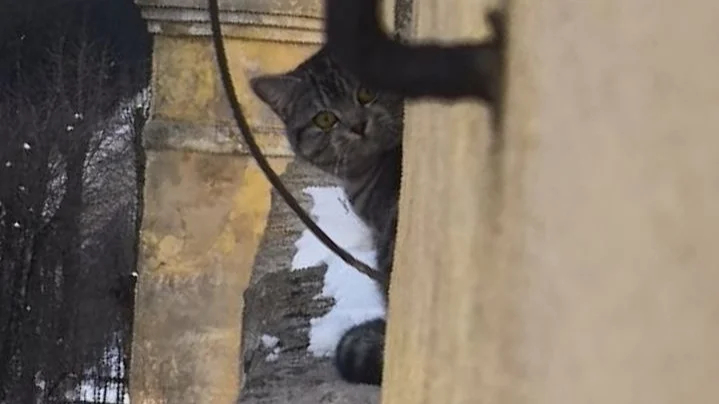 Волонтеры три часа ловили кошку на карнизе в Сланцах