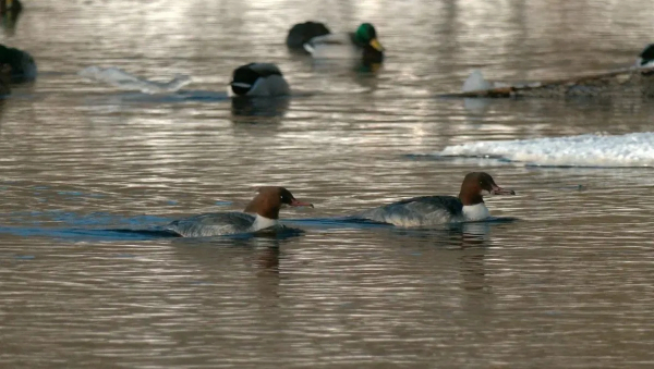 В Сестрорецке остались зимовать длинноклювые утки