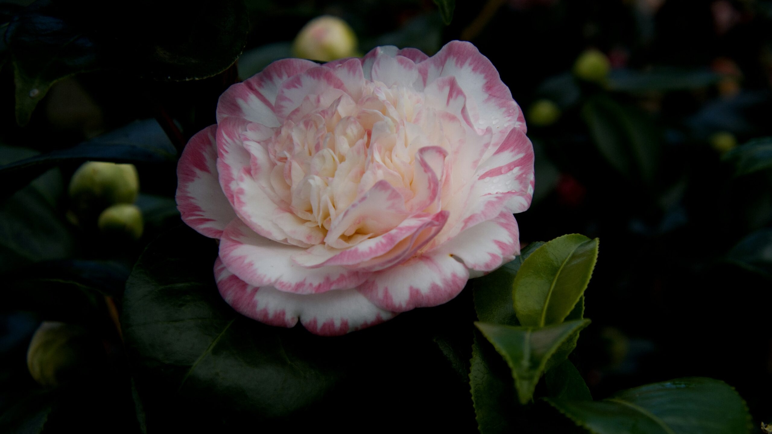 В оранжереях Ботанического сада распустились камелии и азалии среди зимы