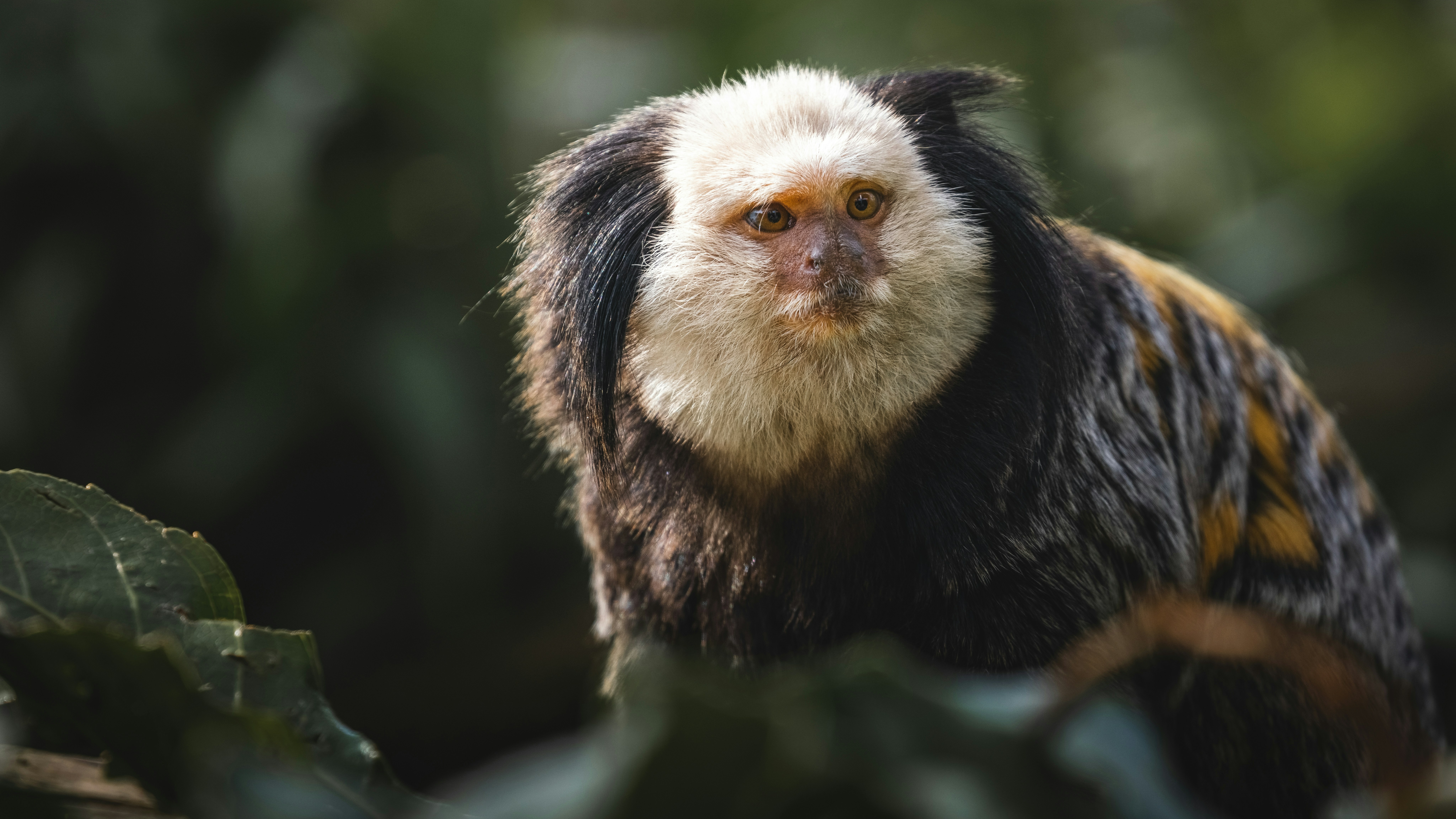 Пара игрунок стала родителями в девятый раз в Ленинградском зоопарке