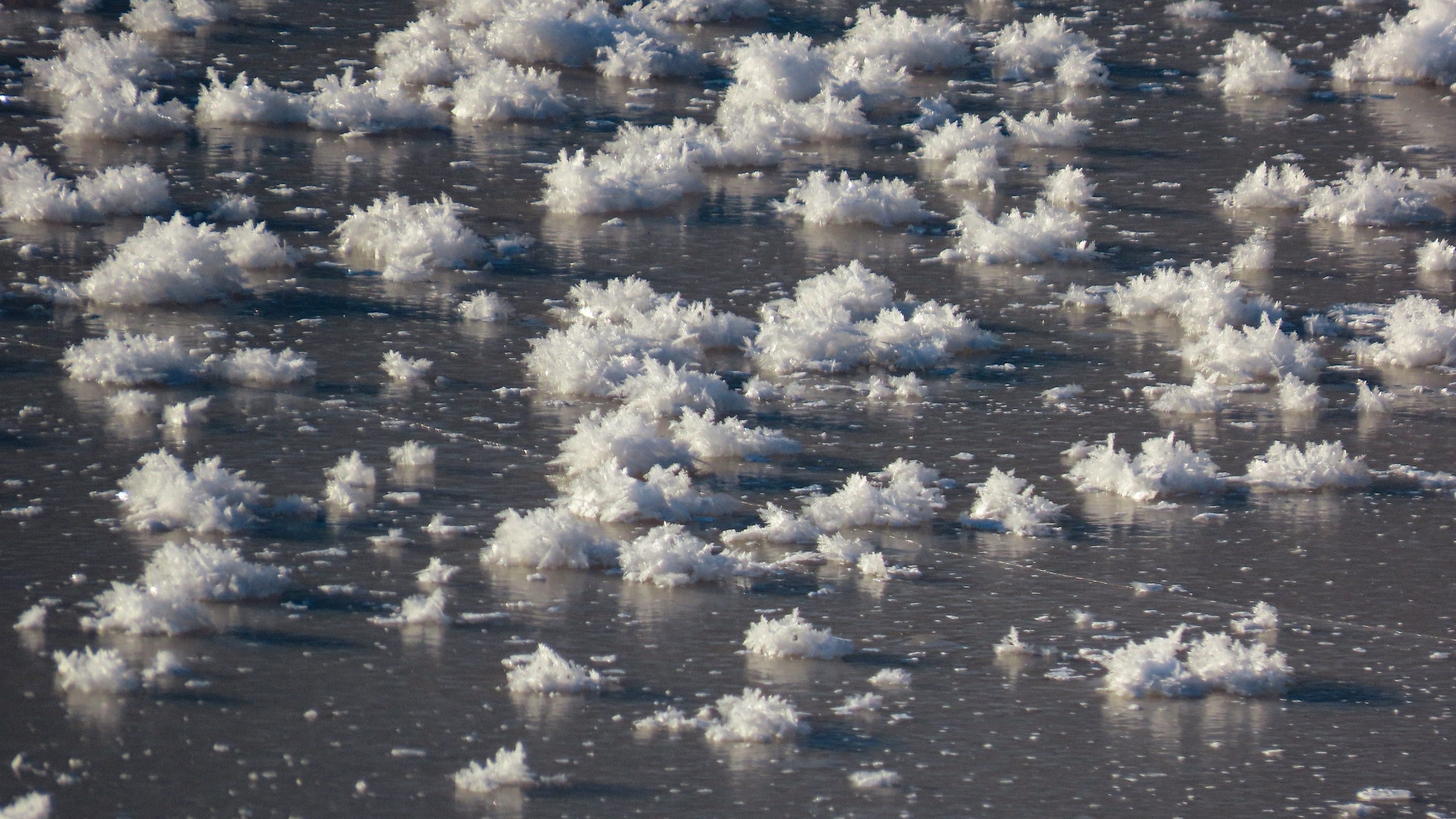 В музее-заповеднике «Парк Монрепо» распустились цветы изо льда