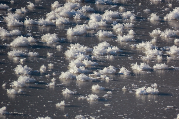 В музее-заповеднике «Парк Монрепо» распустились цветы изо льда
