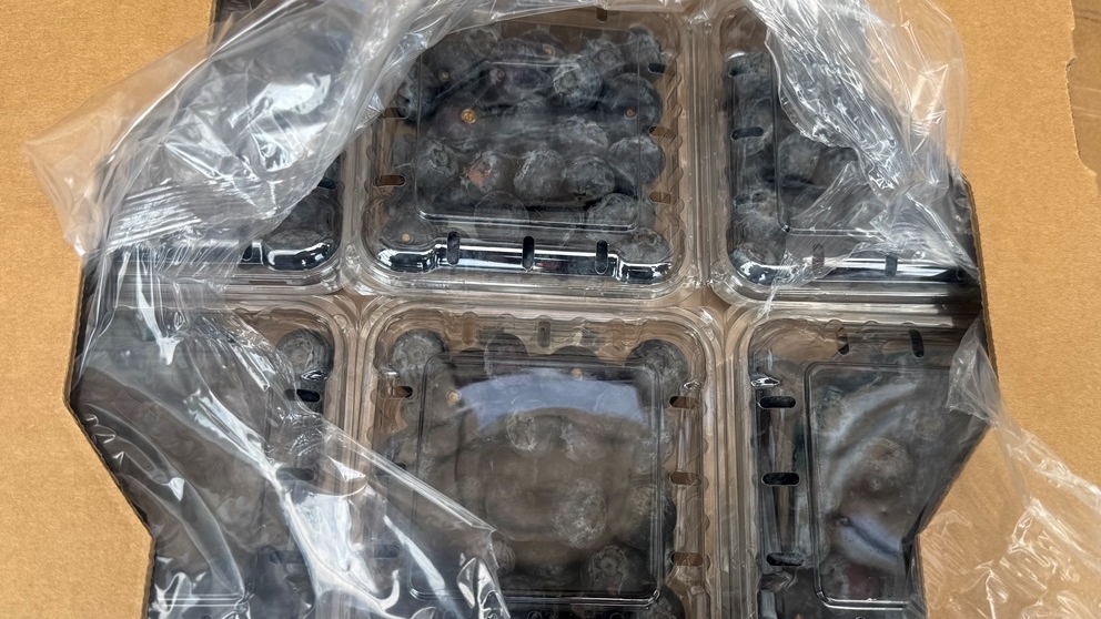 В Петербург не попало свыше 13 тонн голубики из-за опасных личинок