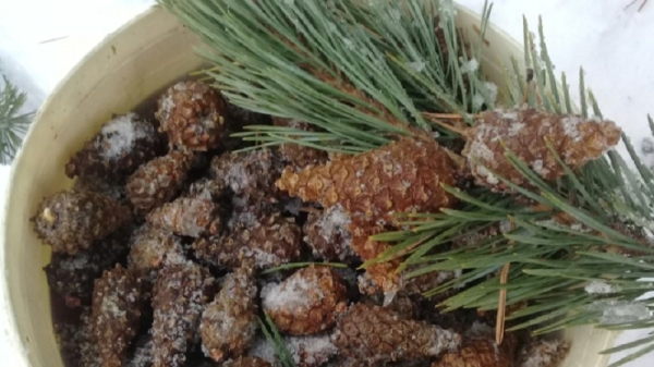 В Ленобласти заготовили шишки сосны и ели для будущего восстановления лесов