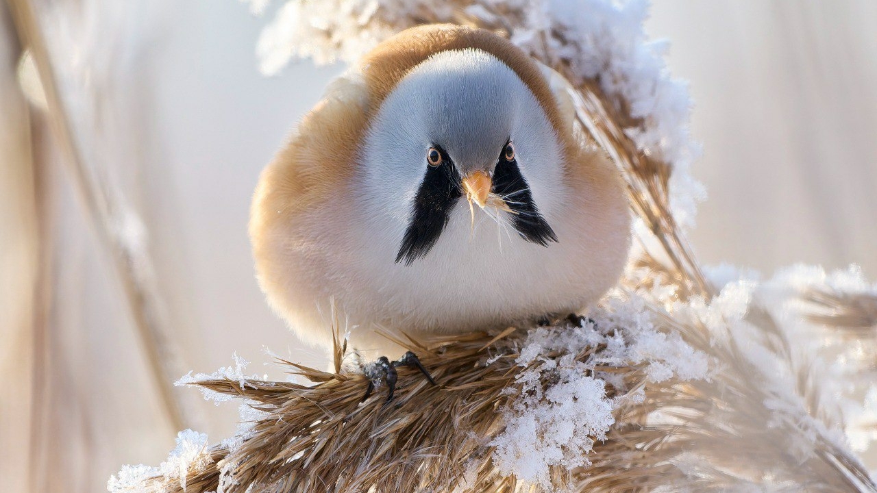 В Приморском районе нашли усатых синиц, редких для Петербурга