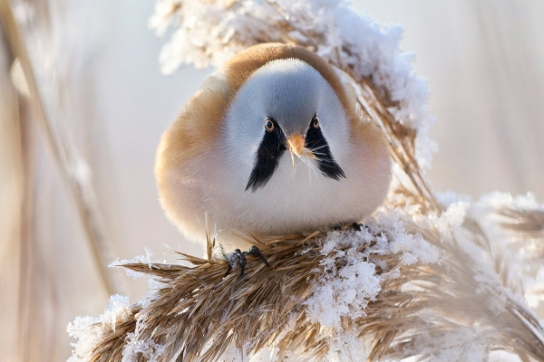 В Приморском районе нашли усатых синиц, редких для Петербурга