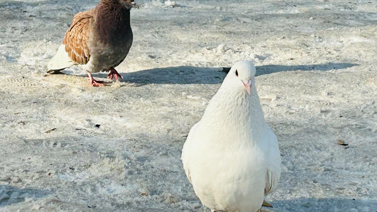 В Петербурге мужчина поджег удавов и голубей для фотосессий