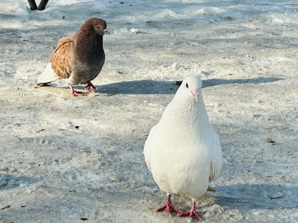 В Петербурге мужчина поджег удавов и голубей для фотосессий