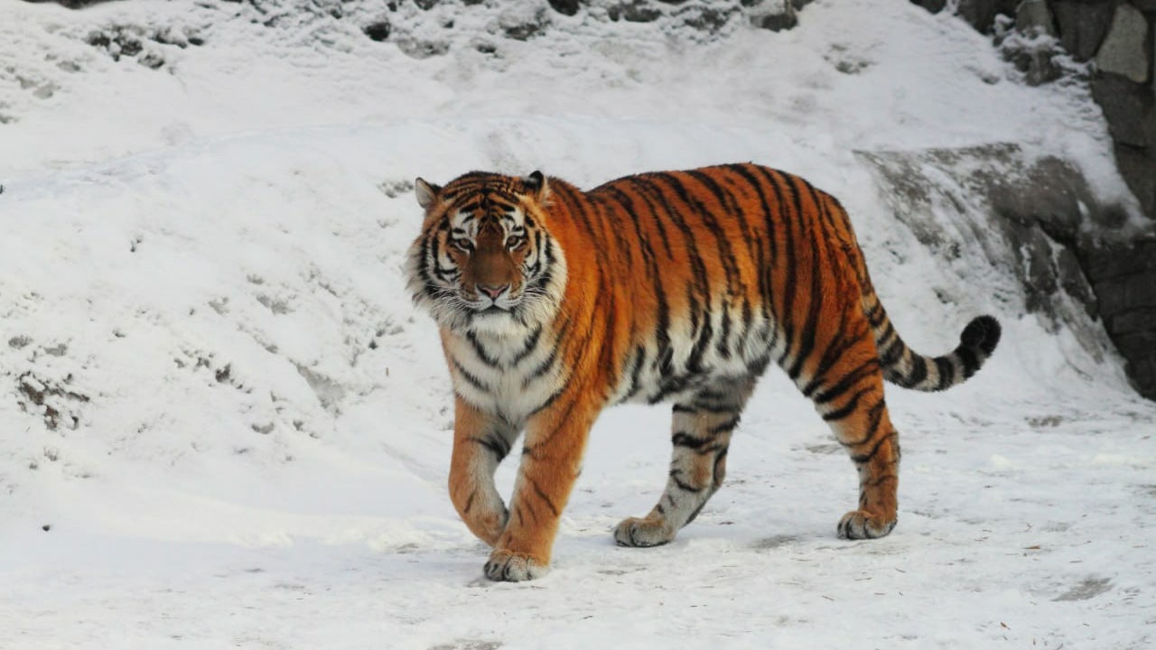 Тигр Амадей умер в Ленинградском зоопарке
