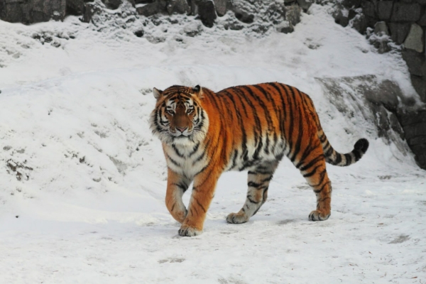 Тигр Амадей умер в Ленинградском зоопарке