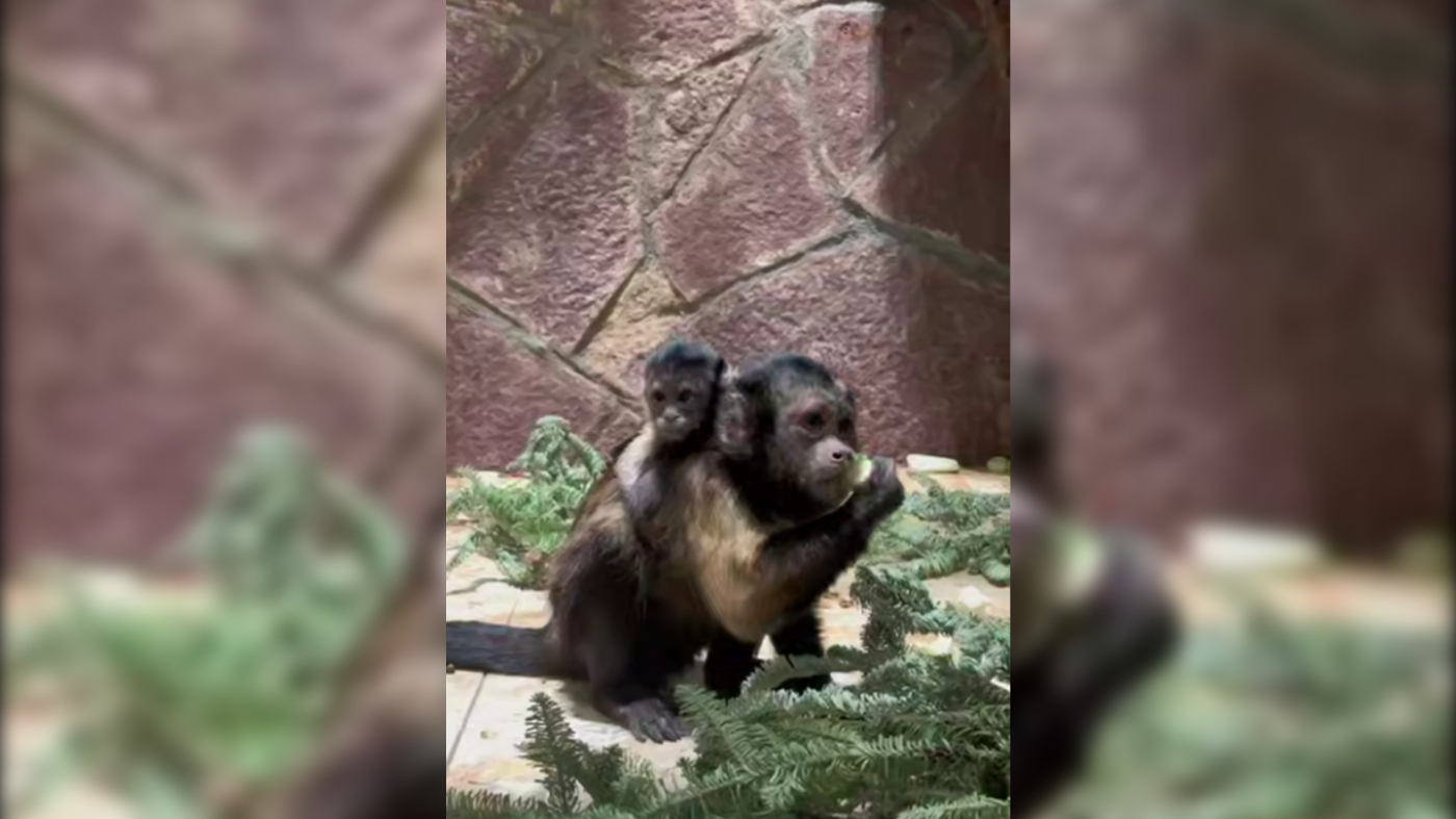 У бурых капуцинов в Ленинградском зоопарке родился малыш