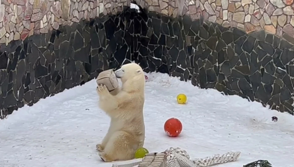 Медведицу Хаарчаану в Ленинградском зоопарке поздравили с Днем белых медведей