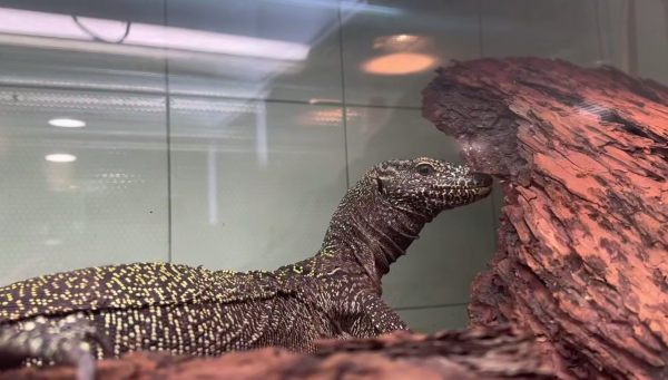 Ленинградскому зоопарку подарили самку синехвостого варана