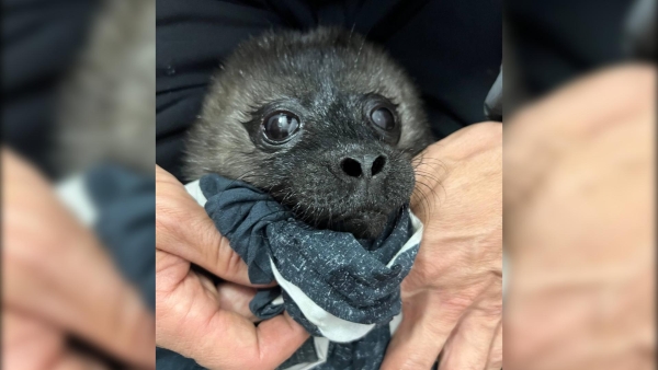 Люди спасли детеныша нерпы от атак чаек в Карелии