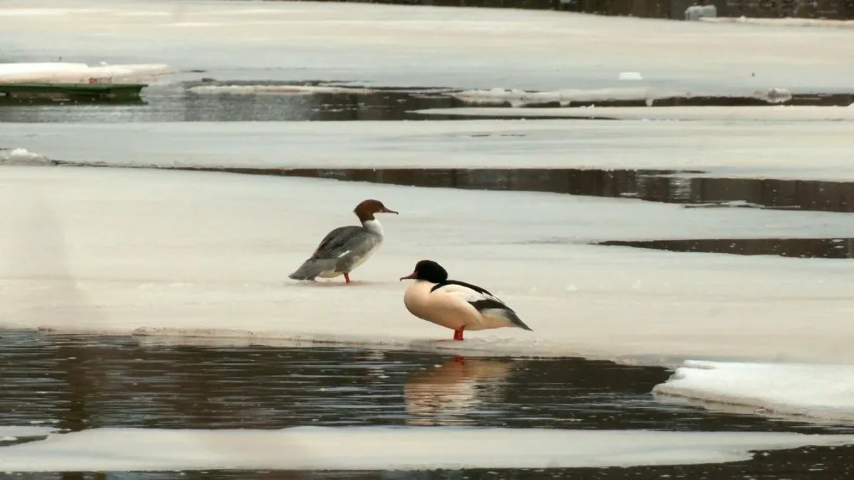 Крупные утки выбрали Сестрорецк для создания пар
