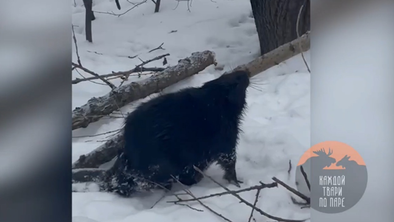 Бобр поселился на Черной речке в Петербурге