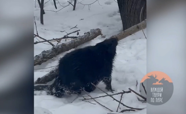 Бобр поселился на Черной речке в Петербурге