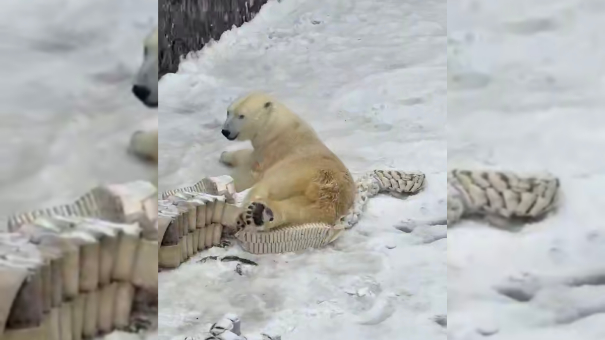 Белая медведица из Ленинградского зоопарка оценила весеннюю метель в Петербурге