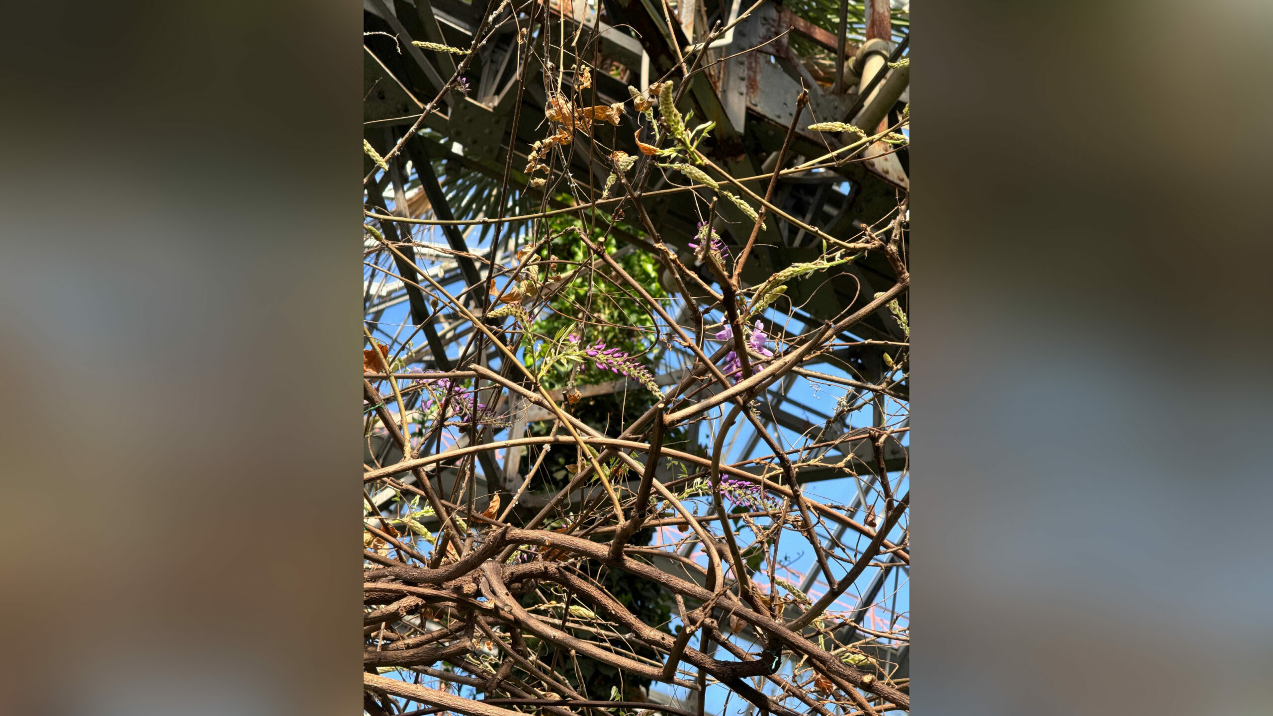 Глициния начала распускаться в Ботаническом саду Петербурга