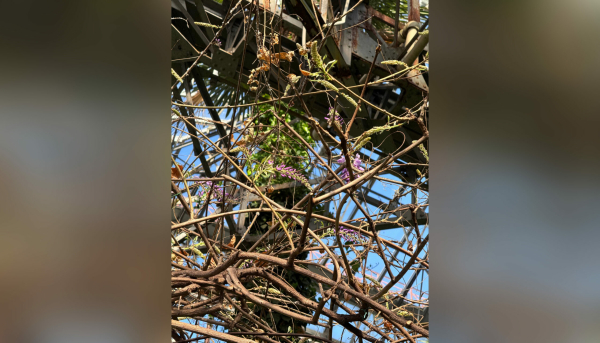 Глициния начала распускаться в Ботаническом саду Петербурга