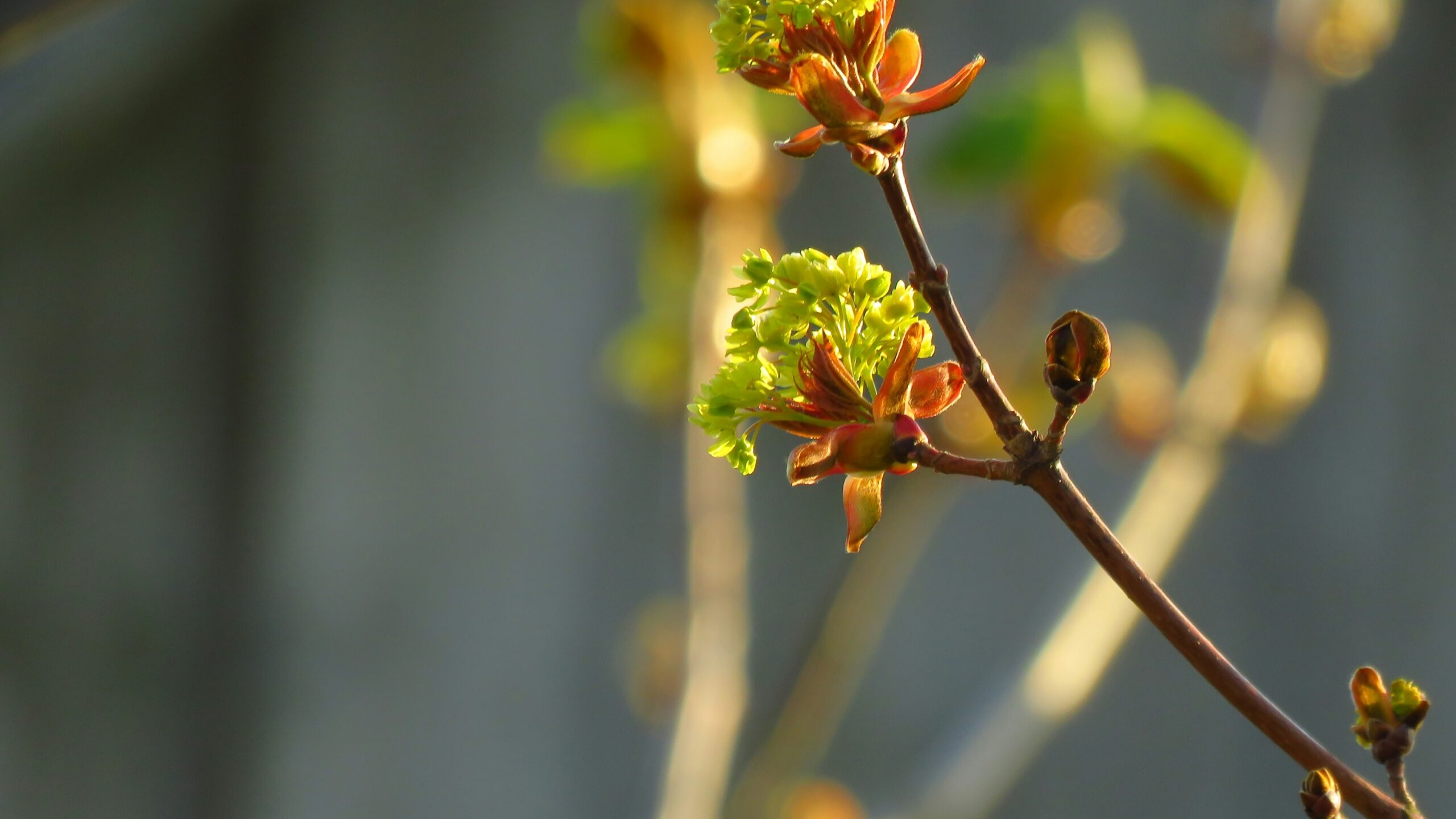В России начали штрафовать за опасный вид клена на участках дачников