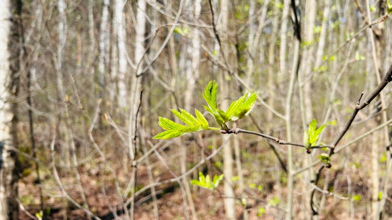 Просолены на два метра вглубь: почему в Петербурге массово гибнут деревья
