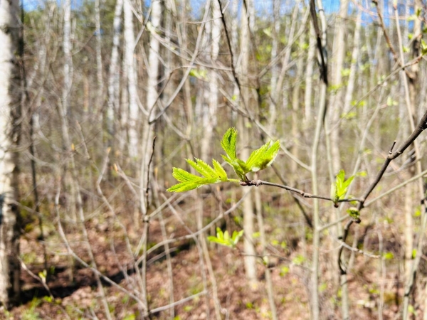 Просолены на два метра вглубь: почему в Петербурге массово гибнут деревья