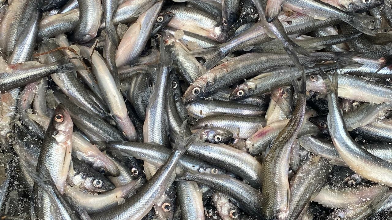 Первая корюшка появилась на прилавках Петербурга