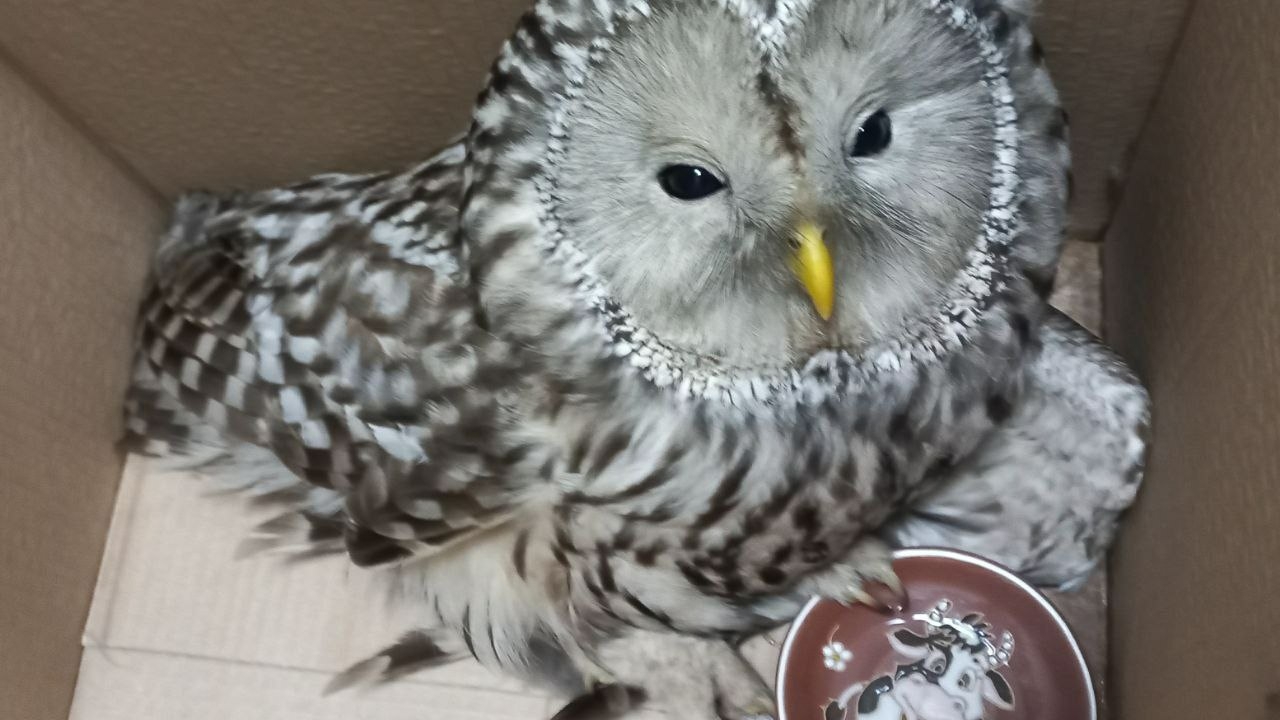 Сотрудница комитета по здравоохранению спасла раненую сову в Петербурге