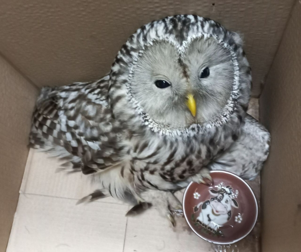 Сотрудница комитета по здравоохранению спасла раненую сову в Петербурге