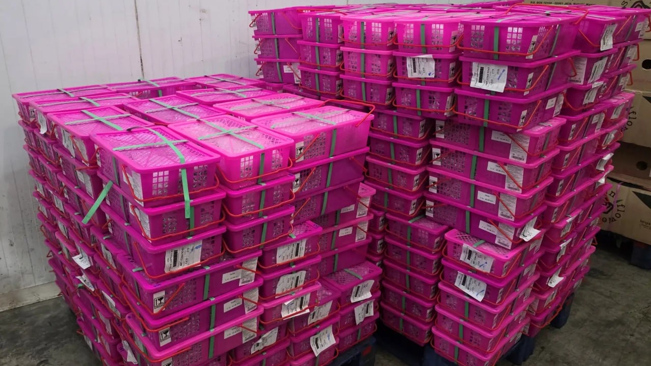 Петербургские таможенники проверили более одной тонны экзотического таиландского фрукта