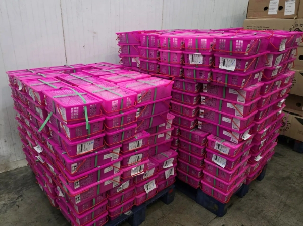 Петербургские таможенники проверили более одной тонны экзотического таиландского фрукта