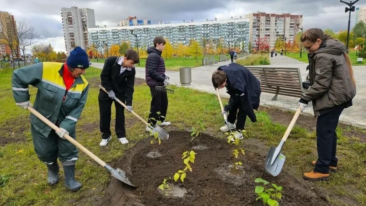 В Петербурге прибавится более трехсот зеленых насаждений