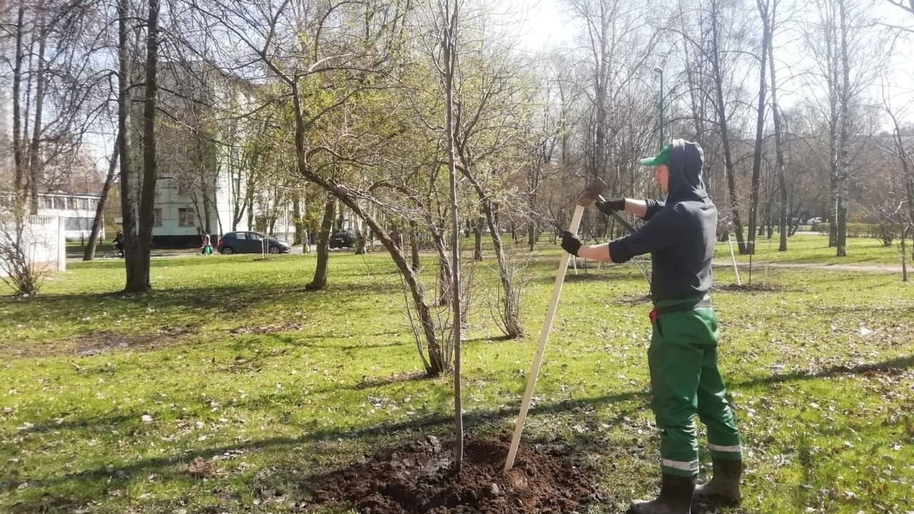 Петербург отправил 1000 саженцев в ДНР