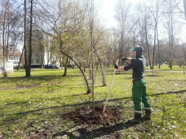 Петербург отправил 1000 саженцев в ДНР