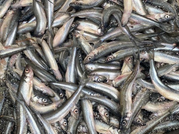 В апреле в городе на Неве начнется сезон корюшки