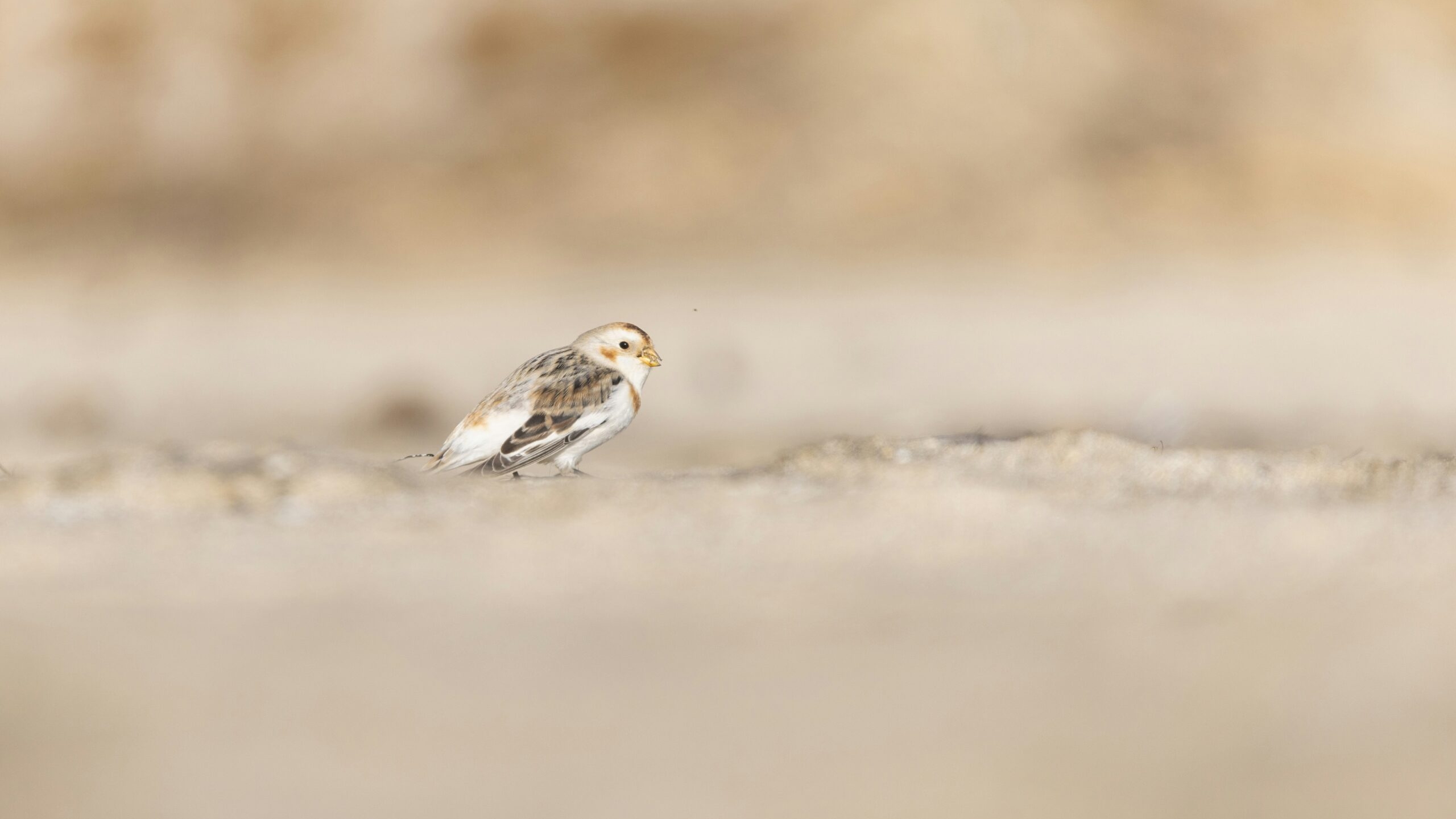 В Петербурге заметили стаю арктических воробьев