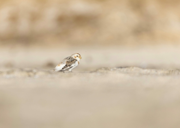 В Петербурге заметили стаю арктических воробьев