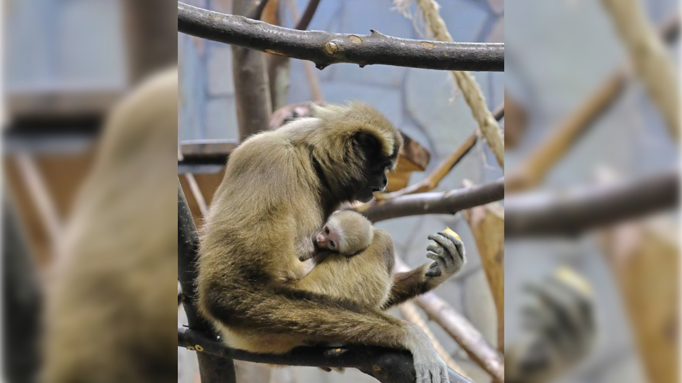 Ленинградский зоопарк предложил придумать имя малышке гиббона