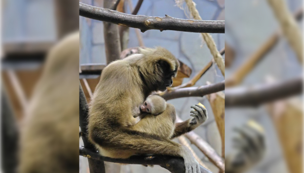 Ленинградский зоопарк предложил придумать имя малышке гиббона