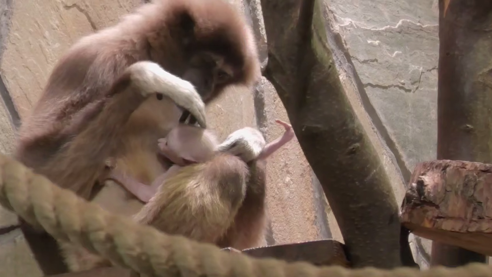 Самочку белорукого гиббона в Ленинградском зоопарке наконец именовали