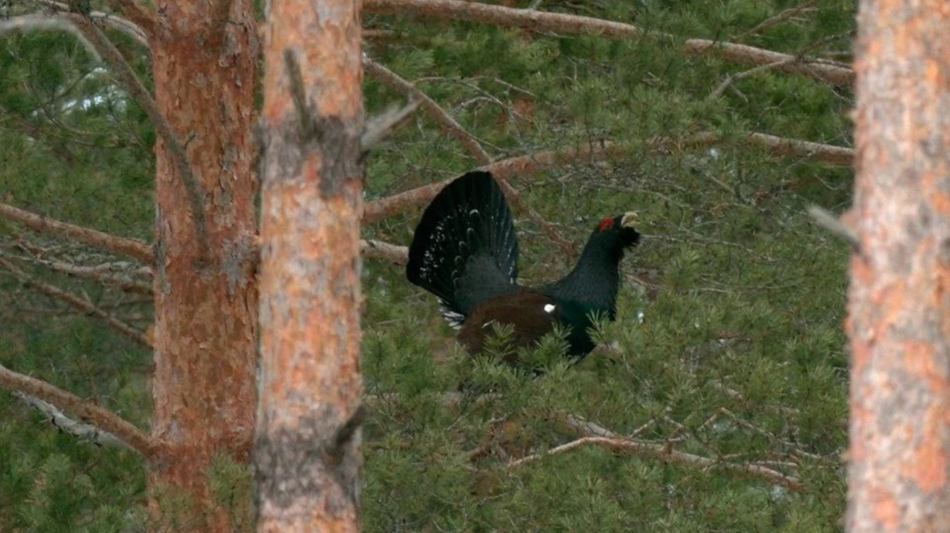 В лесах Ленобласти заработала глухариная «любовная почта»
