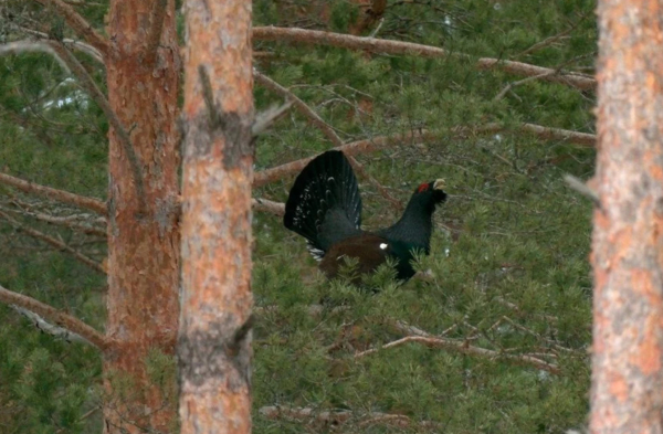 В лесах Ленобласти заработала глухариная «любовная почта»