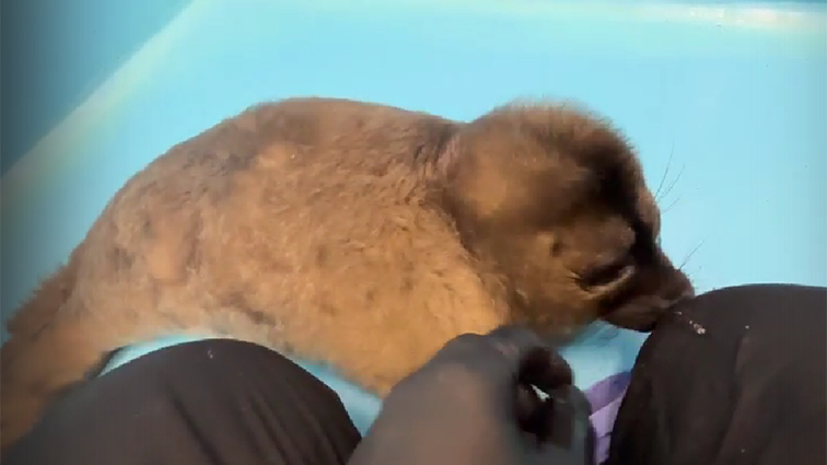 Спасенная на Ладоге самка нерпы требует общения и не спешит линят